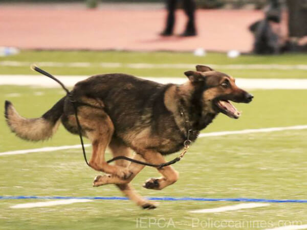 k9 bark bark