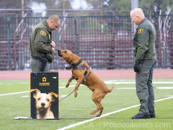 k9 bark bark